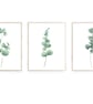 Eucalyptus wall prints, eucalyptus wall decor, botanical wall art prints - Image 1