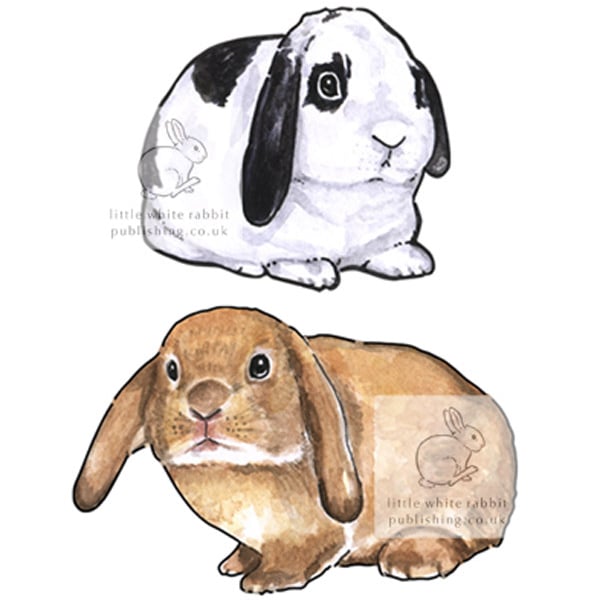 Four Lop Bunnies - Blank Card