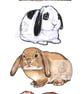 Four Lop Bunnies - Blank Card - Image 1