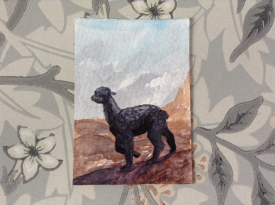 Aceo Alpaca watercolour