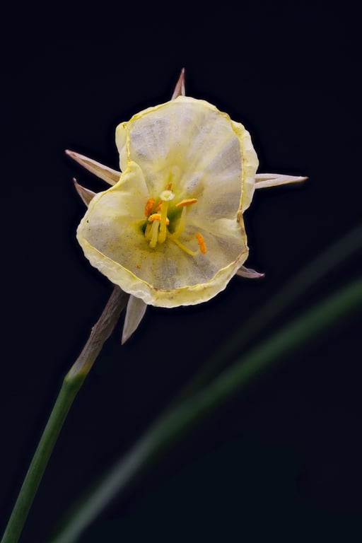 Dwarf white daffodil print
