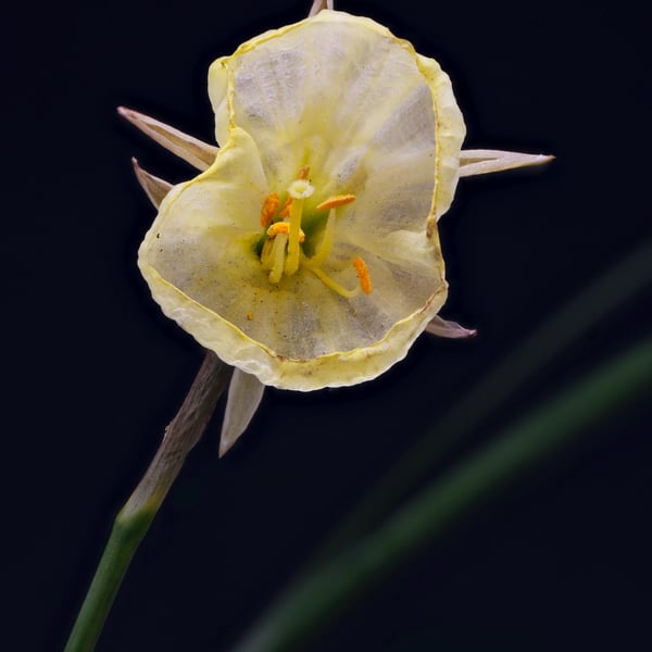 Dwarf white daffodil print
