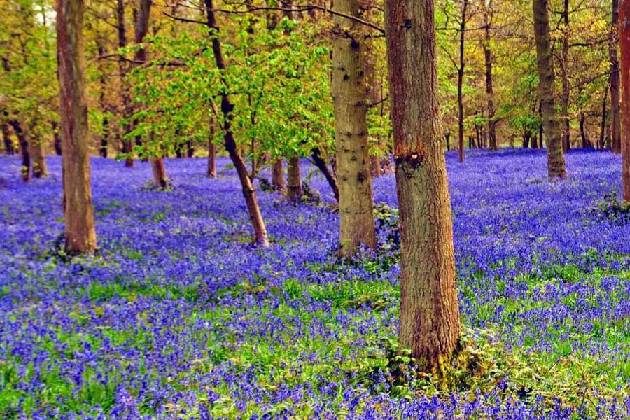 Bluebell Woods Spring Flowers Greys Court Photograph Print