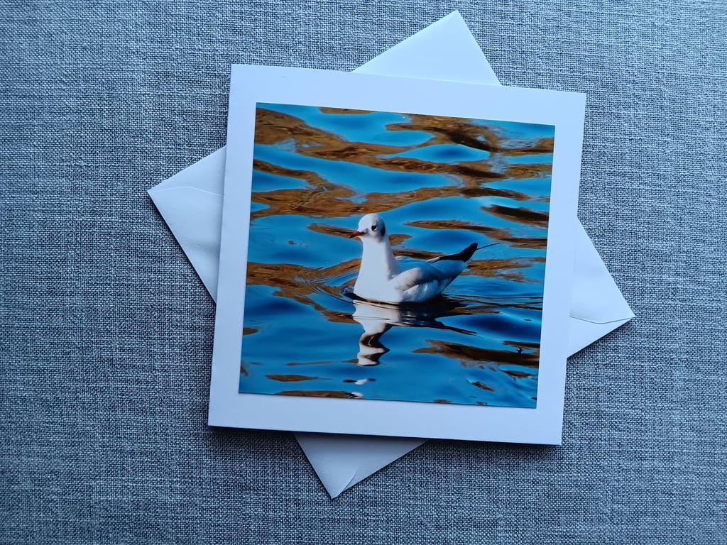 Black-headed Gull Large Square Photographic Card 6" x 6" 