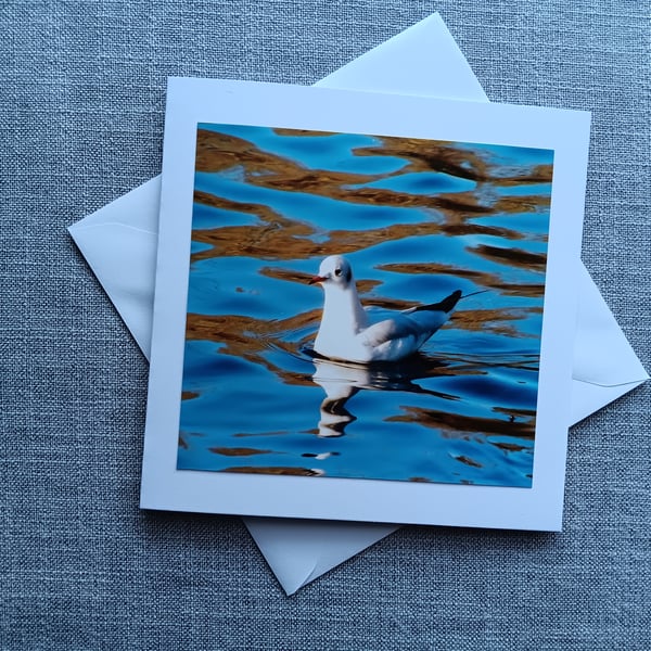 Black-headed Gull Large Square Photographic Card 6" x 6" 