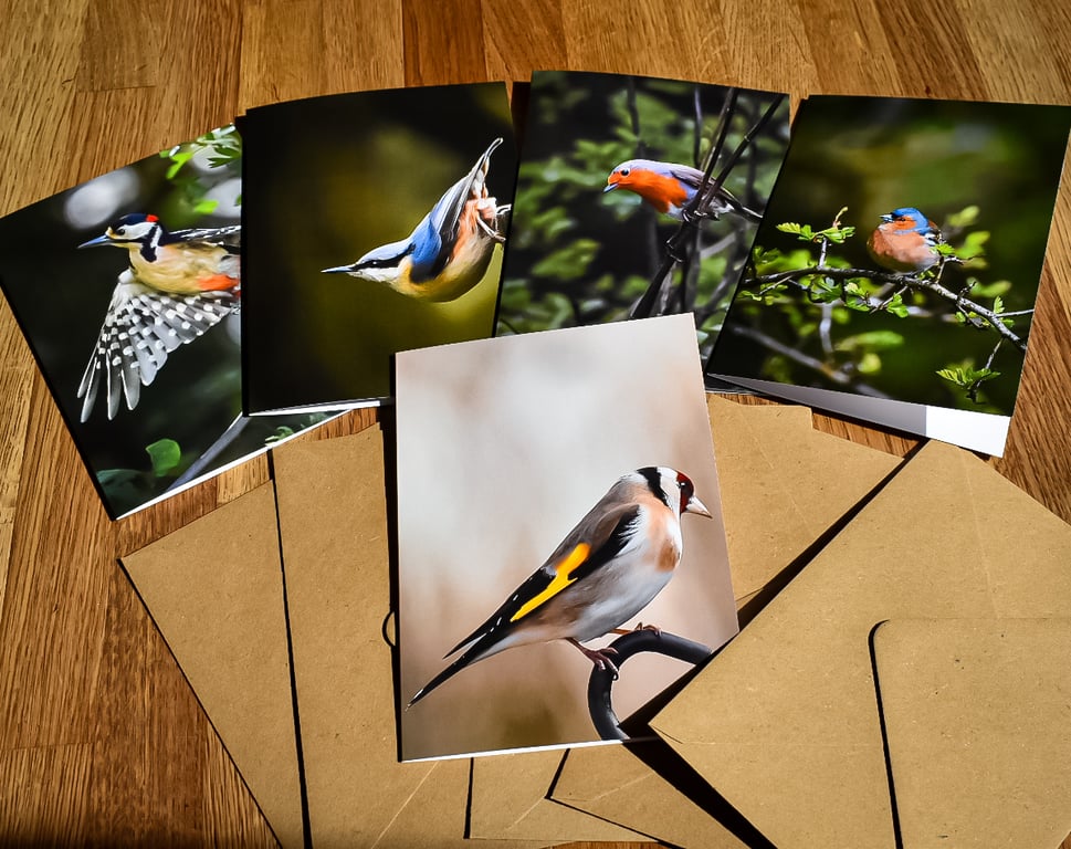 A Little Bird Told Me - Wild Moments Greeting Card Set - Local Birds