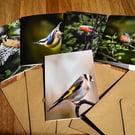 A Little Bird Told Me - Wild Moments Greeting Card Set - Local Birds