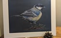  Small Garden Bird Drawings