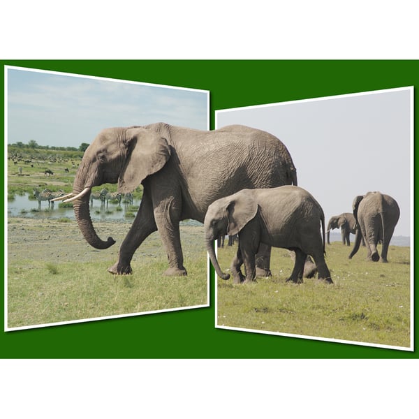 3 - ELEPHANT PANORAMA A3 POSTER