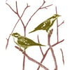 Two Cuckoos A3 poster-print