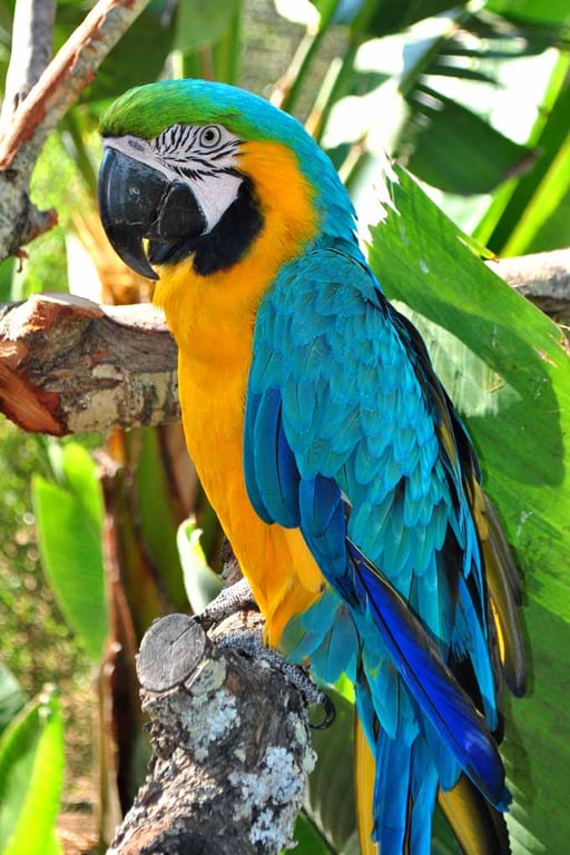 Macaw Parrot Yellow And Blue Bird 12"x18" Print