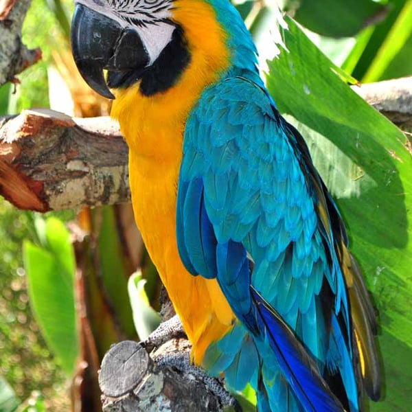 Macaw Parrot Yellow And Blue Bird 12"x18" Print
