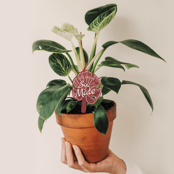 You Are My Soil Mate: Acrylic Plant Tag, Pun Gift for Valentine's or Anniversary