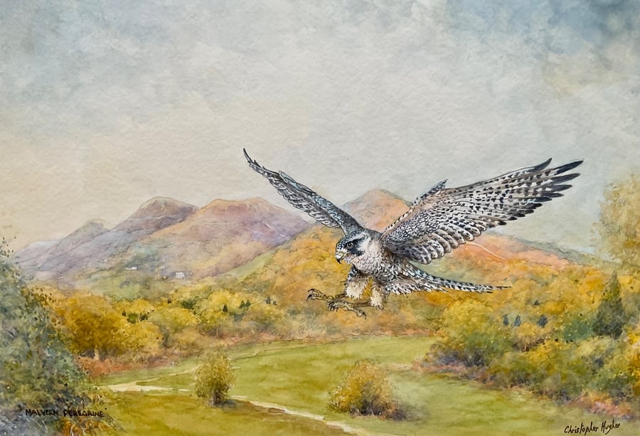 Malvern Peregrine. Original Watercolour by Christopher Hughes .