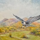 Malvern Peregrine. Original Watercolour by Christopher Hughes .