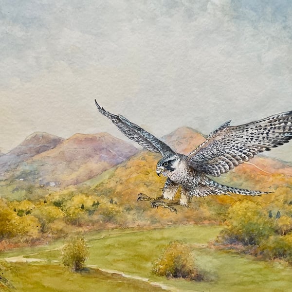 Malvern Peregrine. Original Watercolour by Christopher Hughes .