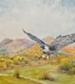 Malvern Peregrine. Original Watercolour by Christopher Hughes .