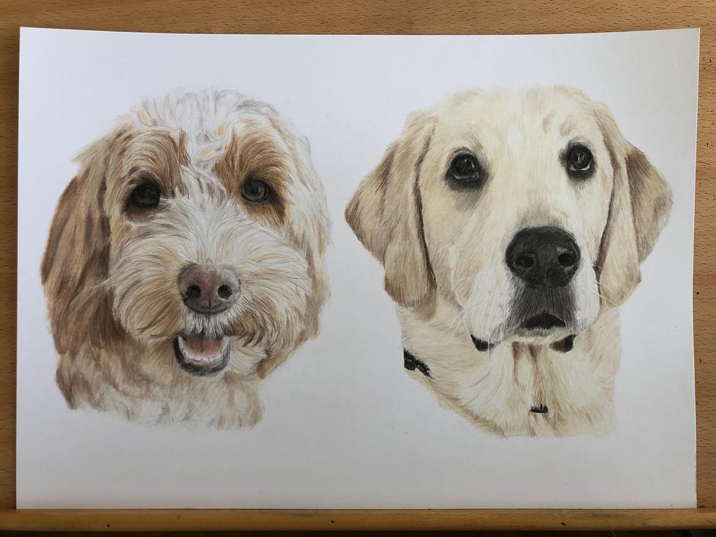 A3 Custom pet portrait for two pets made with coloured pencil