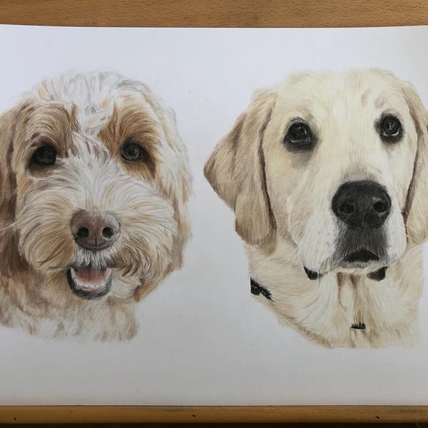 A3 Custom pet portrait for two pets made with coloured pencil