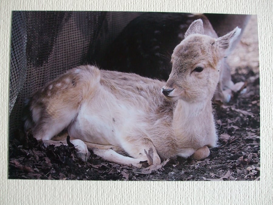 Photographic greetings card of a young Fallow Deer.