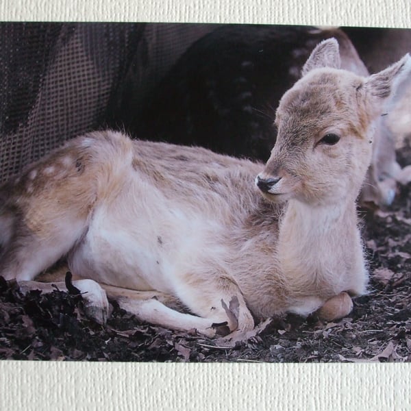 Photographic greetings card of a young Fallow Deer.
