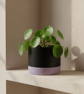 Large 15 cm Round Black and Lilac Plant Pot for Indoor Houseplants