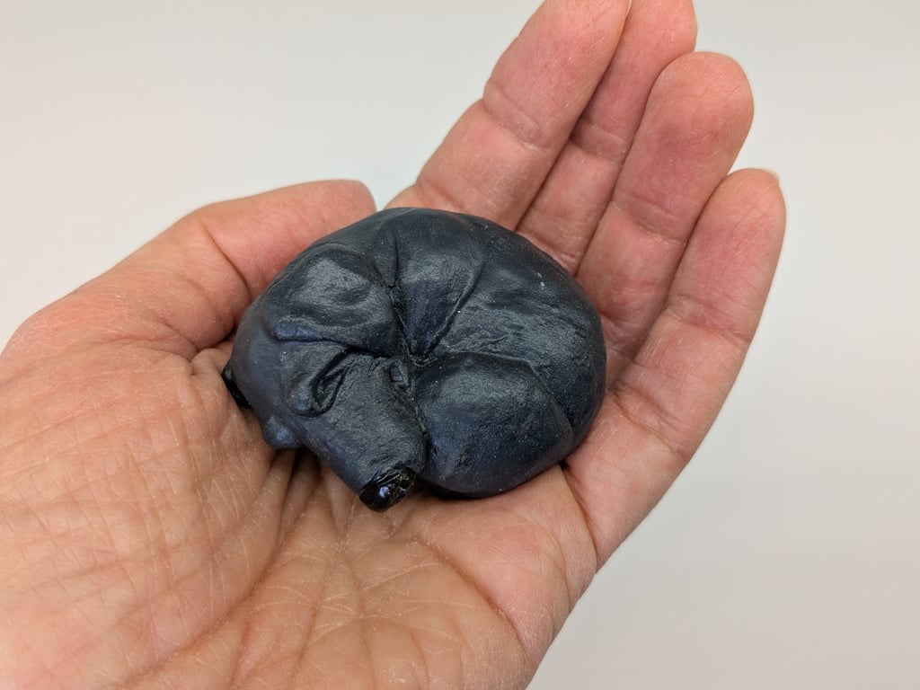 Mini curled  Black Labrador