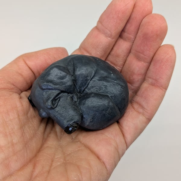 Mini curled  Black Labrador