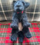 Scottish Terrier pup - Image 3