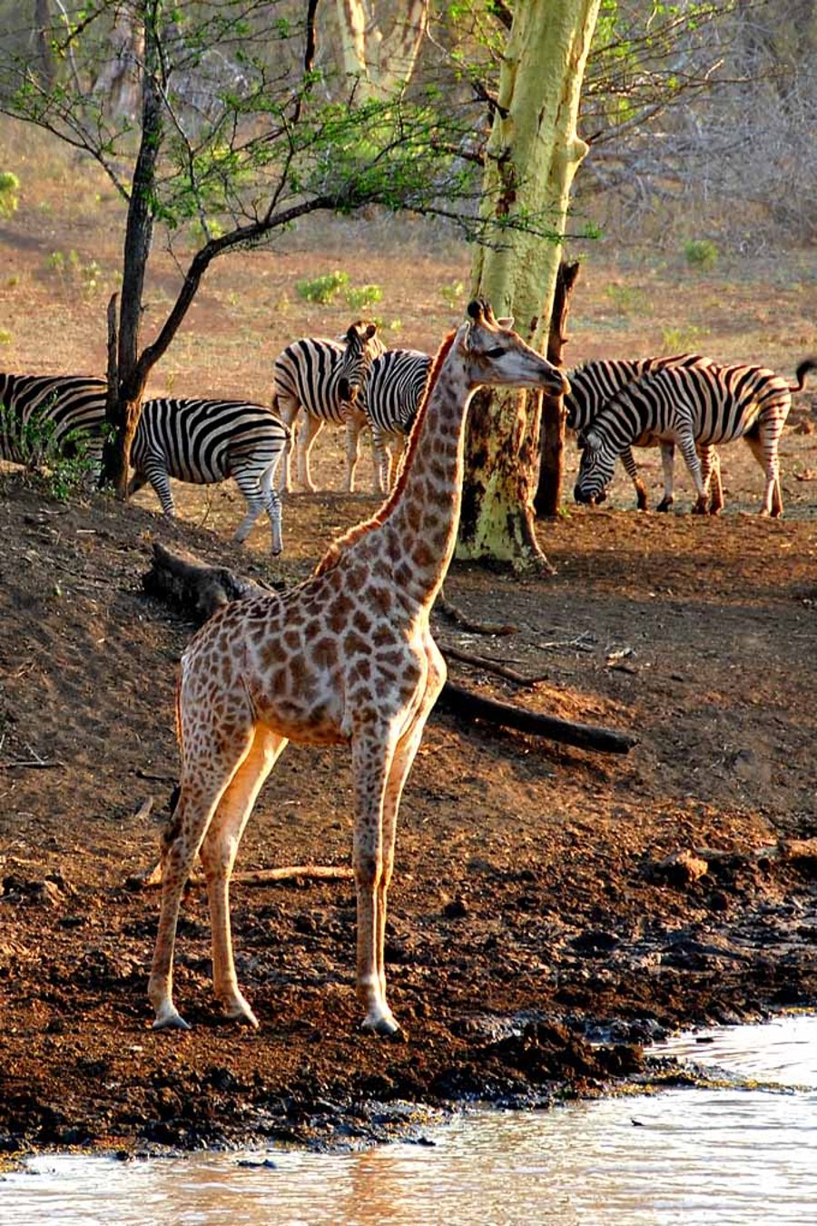 Giraffe Zulu Nyala Game Reserve South Africa Photograph Print