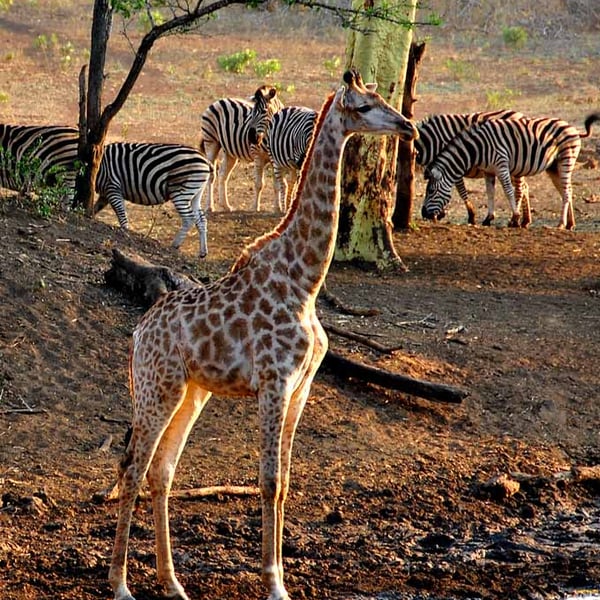 Giraffe Zulu Nyala Game Reserve South Africa Photograph Print