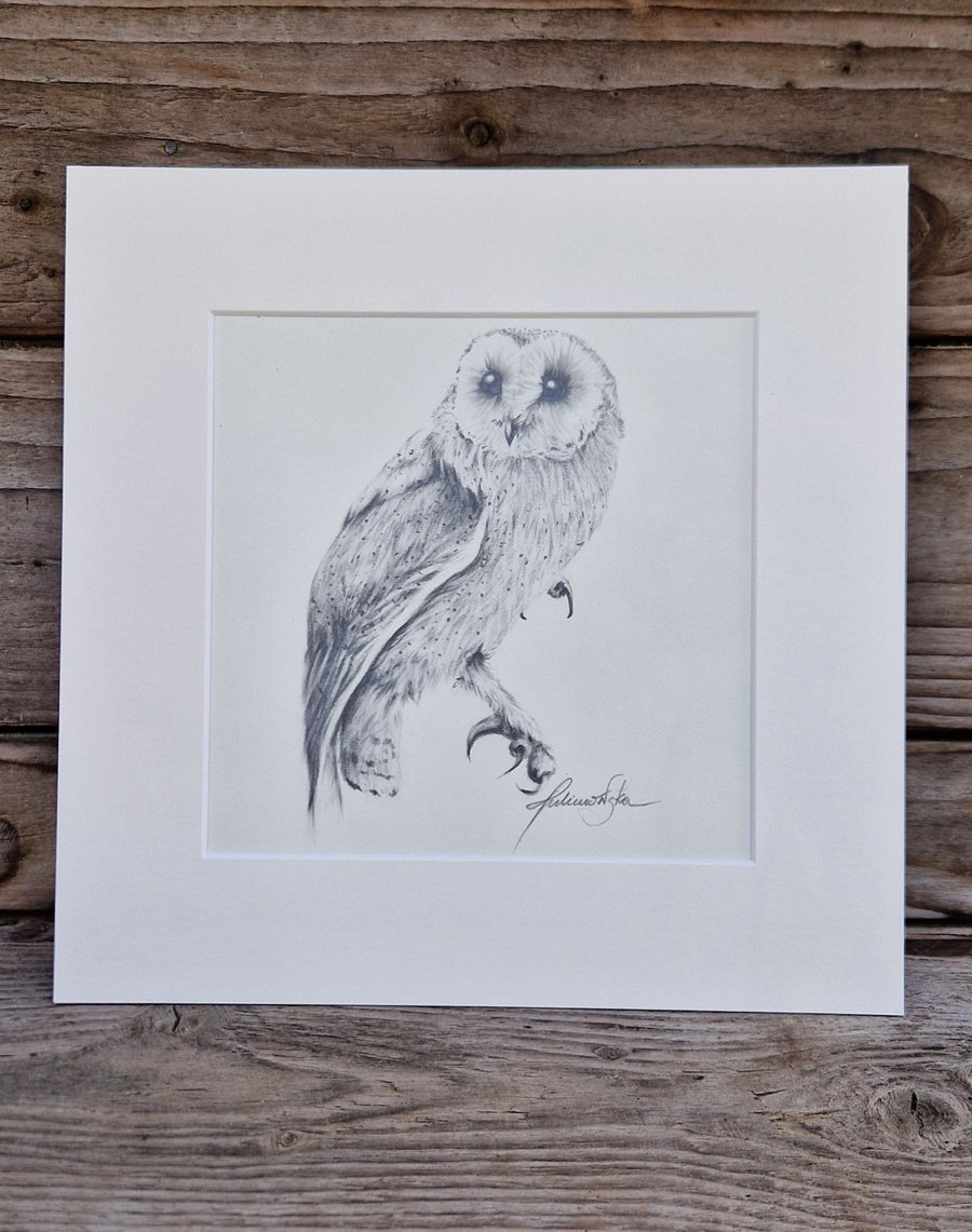 Barn Owl No.3 (2021)