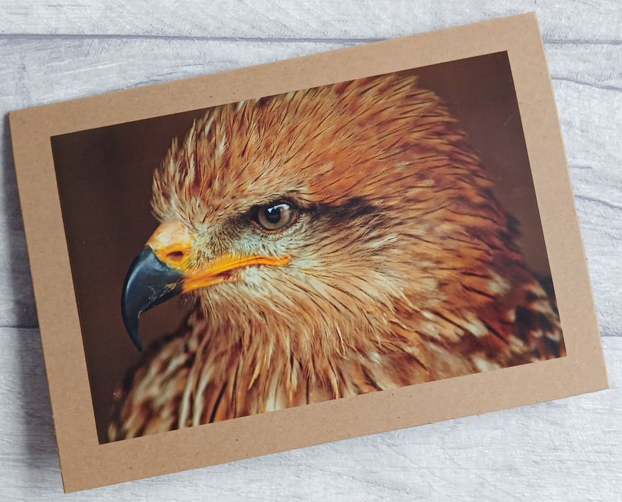 Kite Photo Greetings Card, Bird of Prey Card
