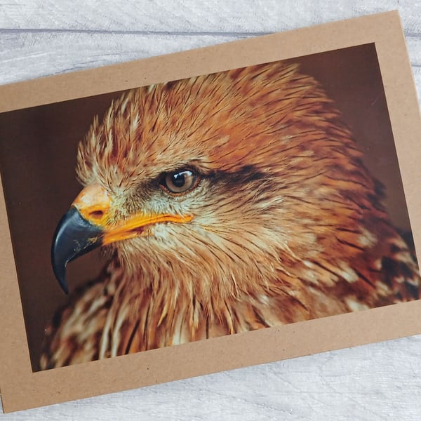 Kite Photo Greetings Card, Bird of Prey Card