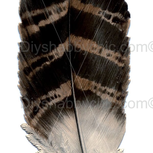 Waterslide Furniture Decal Vintage Image Transfer Shabby Chic Stripped Feather