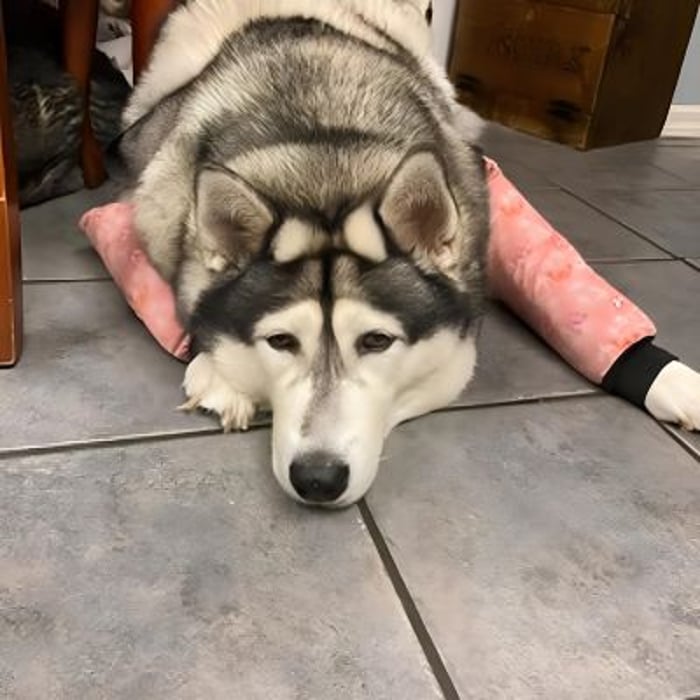 Dog Coats Direct