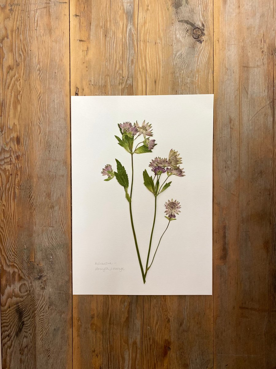 Pressed Astrantia flowers - A4