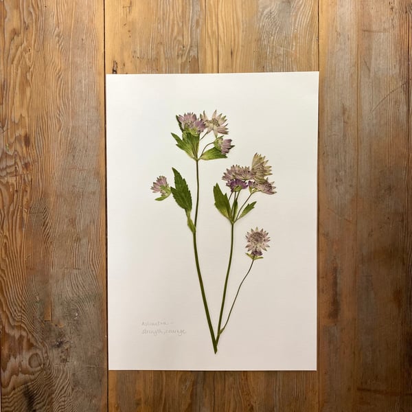 Pressed Astrantia flowers - A4