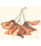 Sycamore Seeds Original Watercolour Painting - Image 2