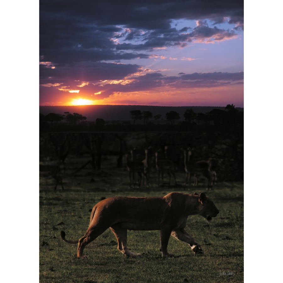 10 - SUNSET LIONESS A3 POSTER