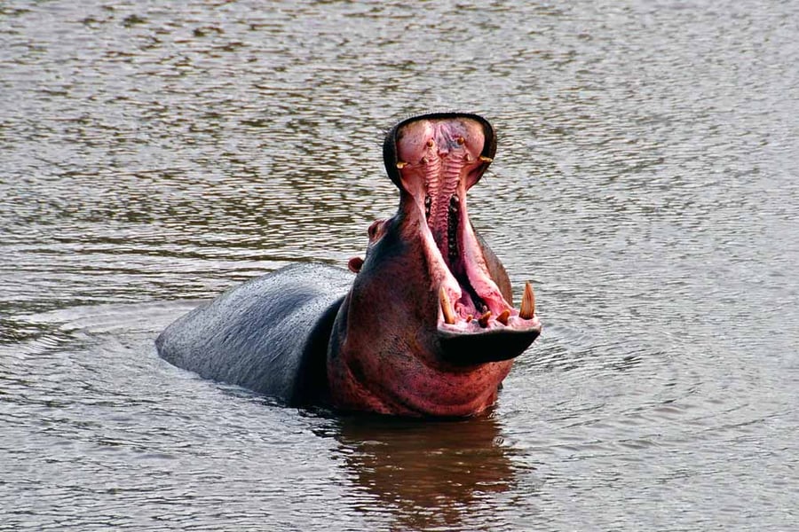 Hippopotamus hippo Lake St. Lucia Wetland Park South Africa Photograph Print