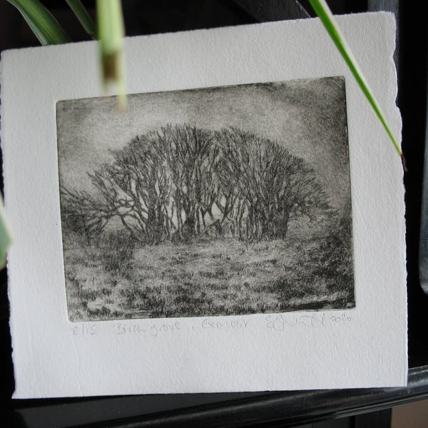 Moody etching 'Birch grove, Exmoor'