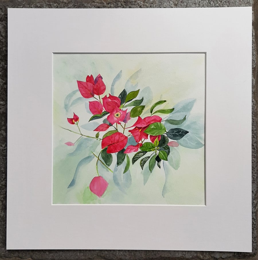 Hot Pink Bougainvillea Watercolour Painting