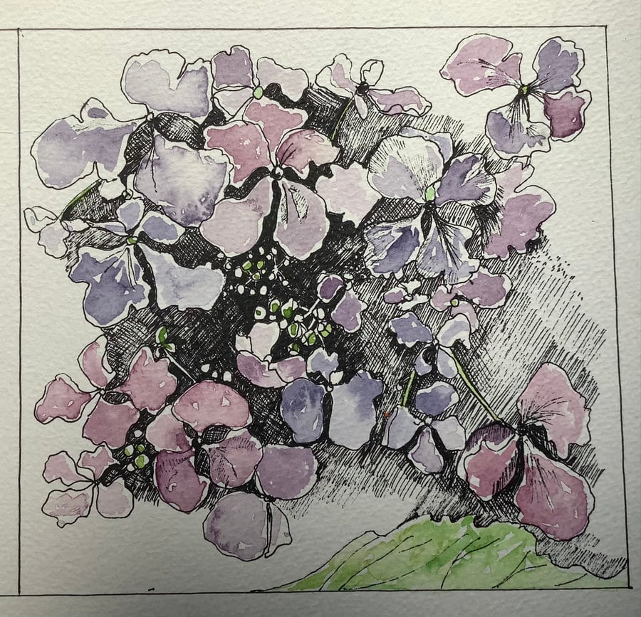 Hydrangea, original watercolour and ink picture. 