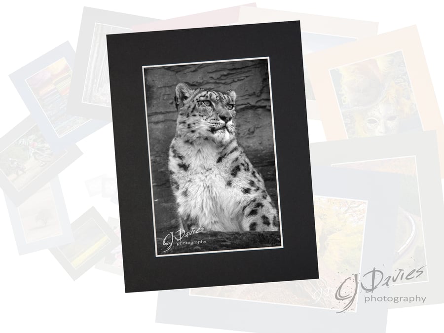 CJ224 - Snow leopard