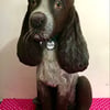 Cocker Spaniel Keepsake 
