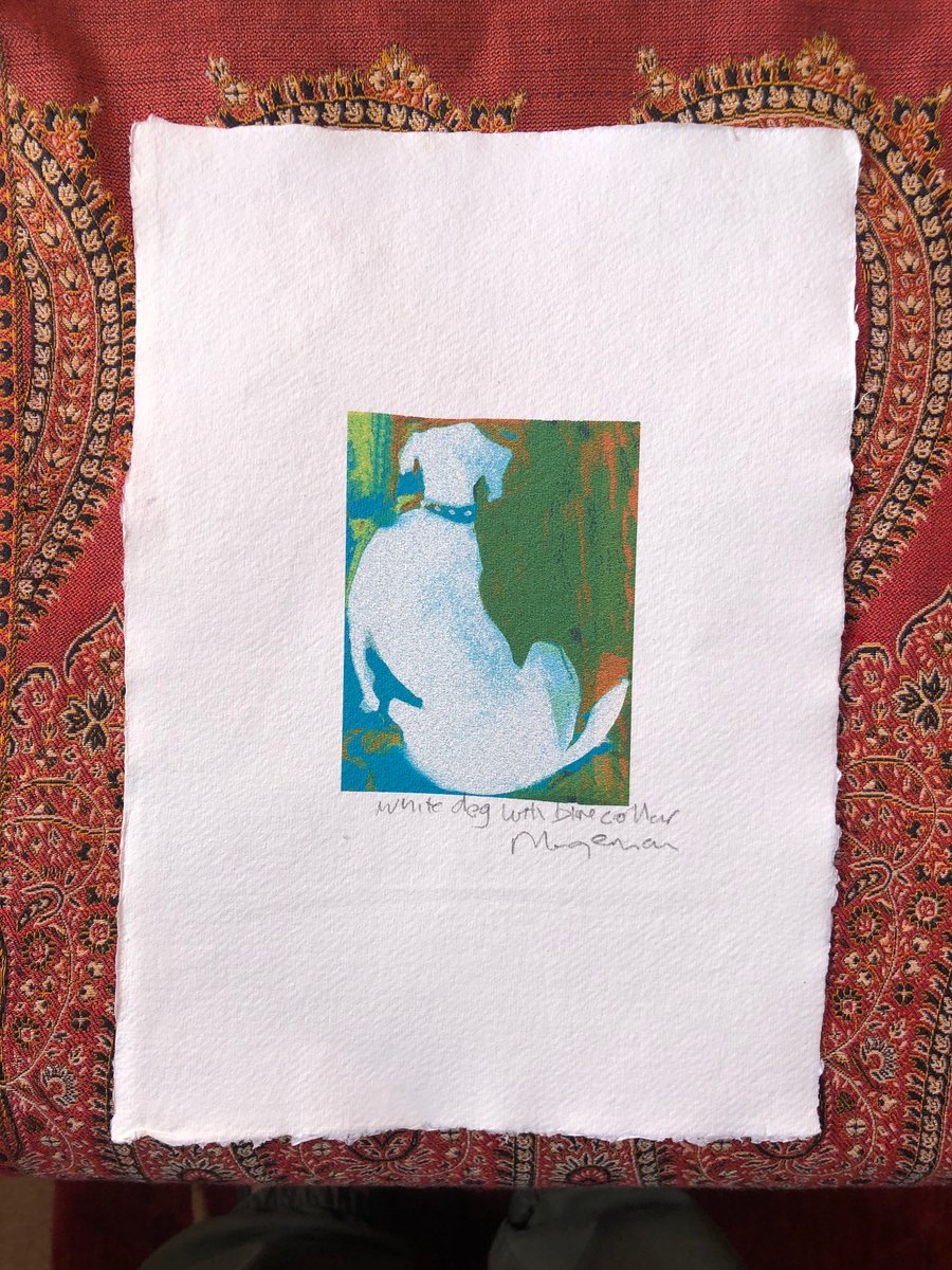 white dog with blue collar