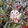 Wet Felted Tawny Owl Christmas hanging ornament