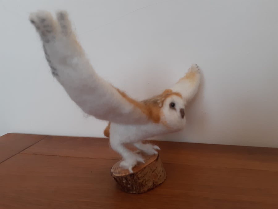 Barn Owl 