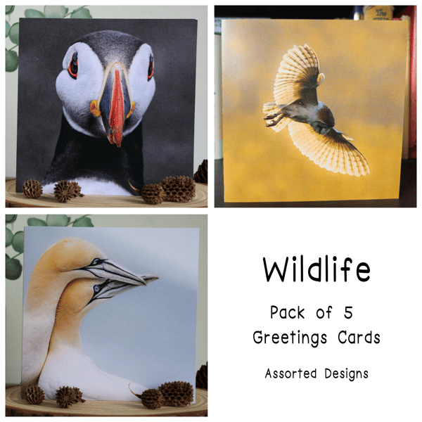 Wildlife - Pack of 5 Greetings Cards - Assorted Designs 